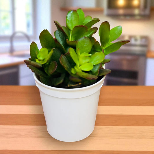 Mini Variegated Jade (BARE ROOTED )