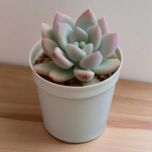 Graptoveria ‘Opalina’