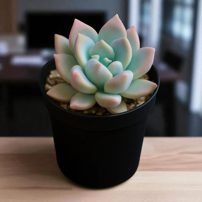 Graptoveria ‘Opalina’