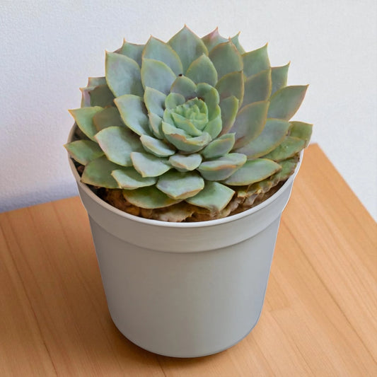 Echeveria  23