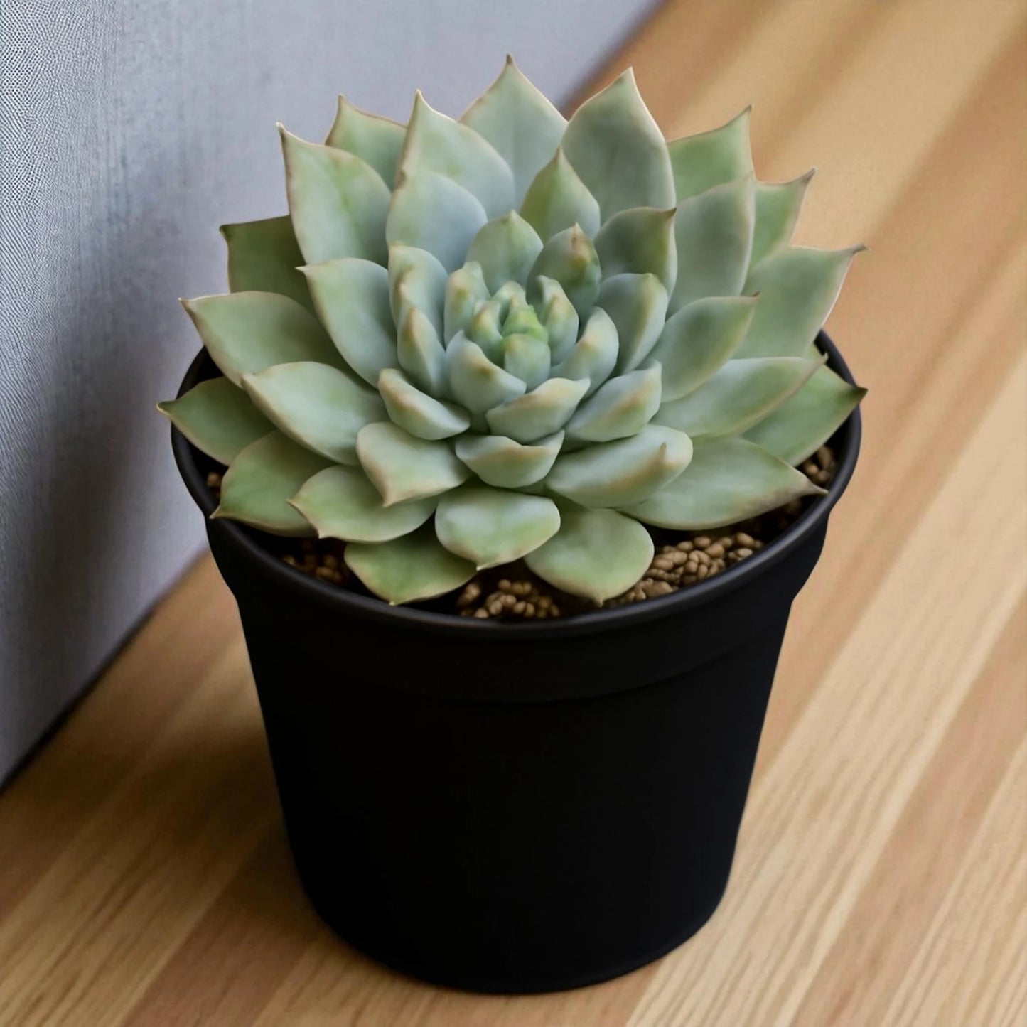 Echeveria  23