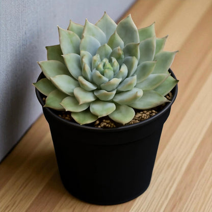 Echeveria  23