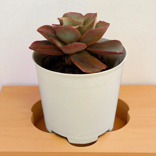 Echeveria Suyon (Bare Rooted)