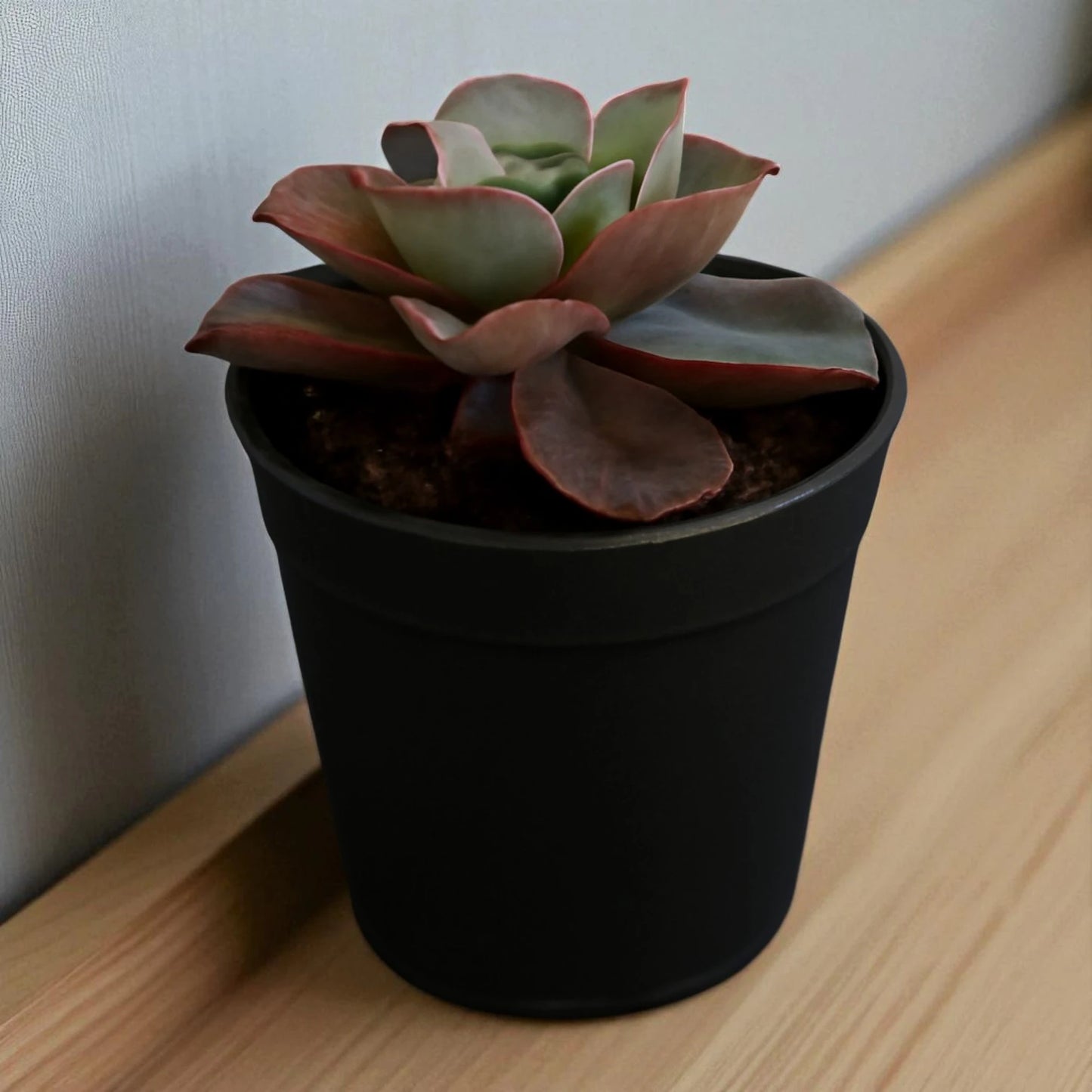 Echeveria Suyon (Bare Rooted)