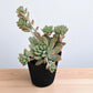 Echeveria 5