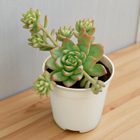 Echeveria 5