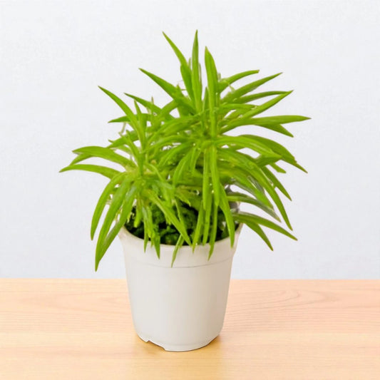 Peperomia (BARE ROOTED)