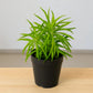 Peperomia (BARE ROOTED)