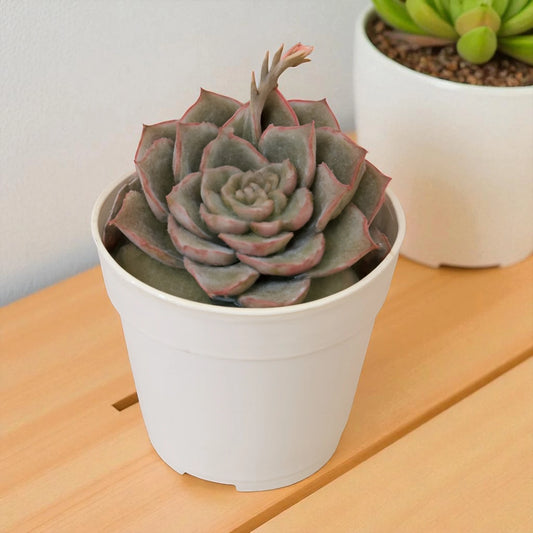 Echeveria  17