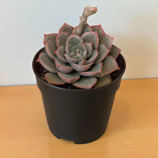Echeveria  17