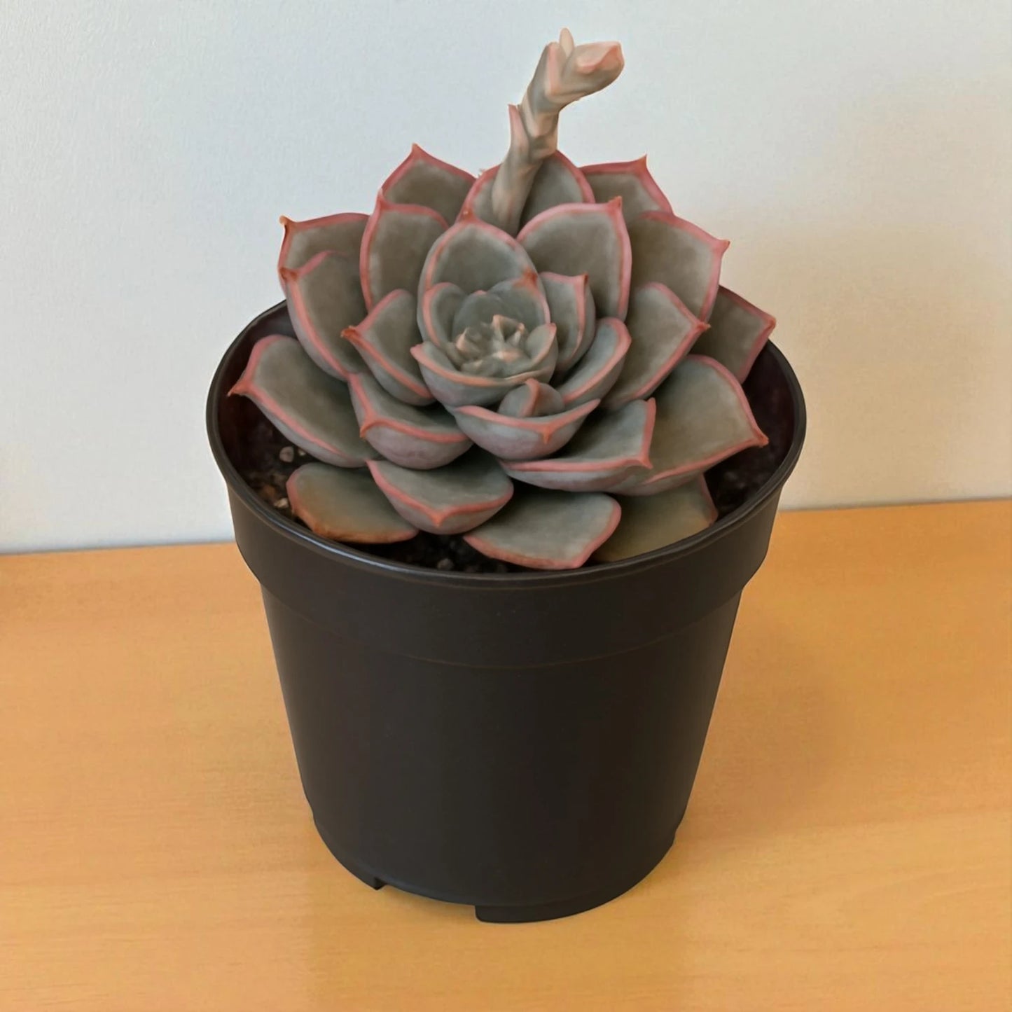Echeveria  17