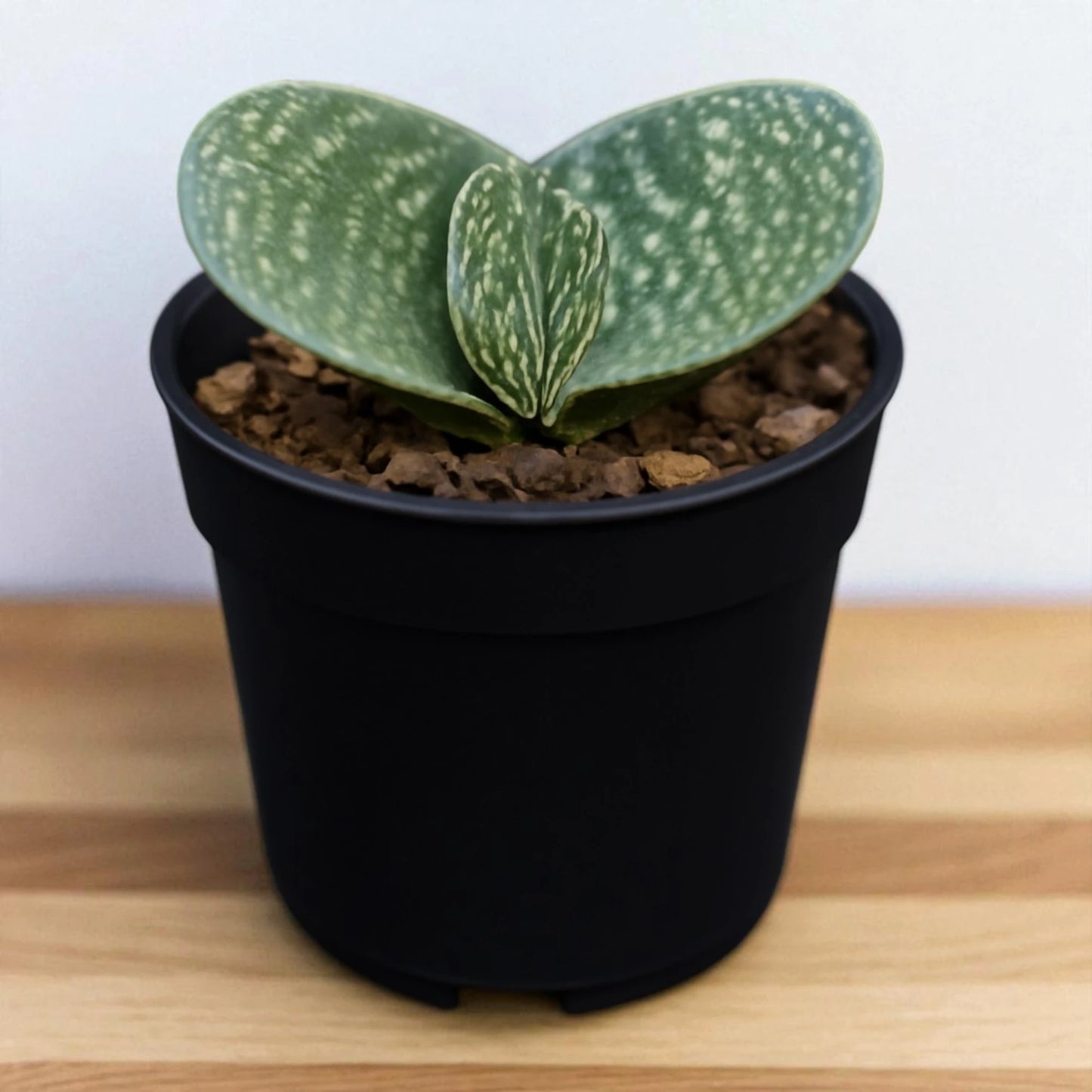 Gastaria minima