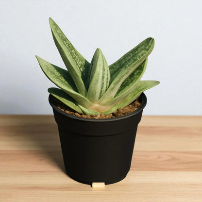 Gastaria "Little Warty"