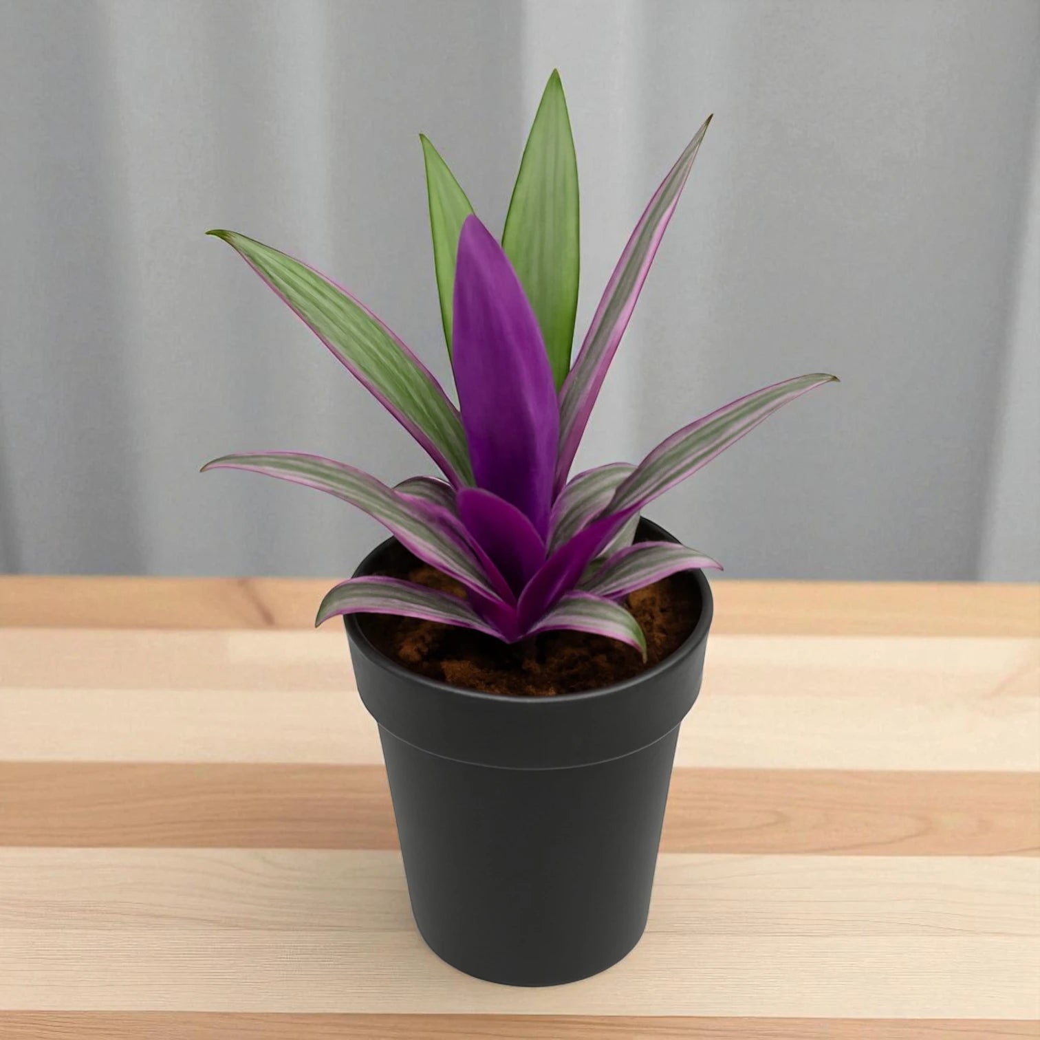 rhoeo plant care indoor Tradescantia spathacea Rhoeo Plant – Plant Orbit
