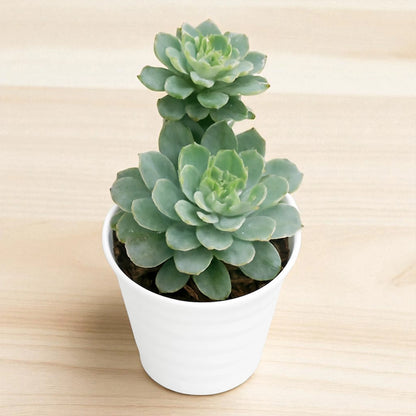 Echeveria 1