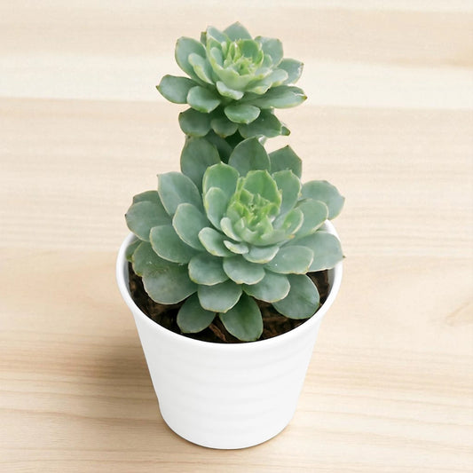Echeveria 1