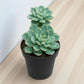 Echeveria 1