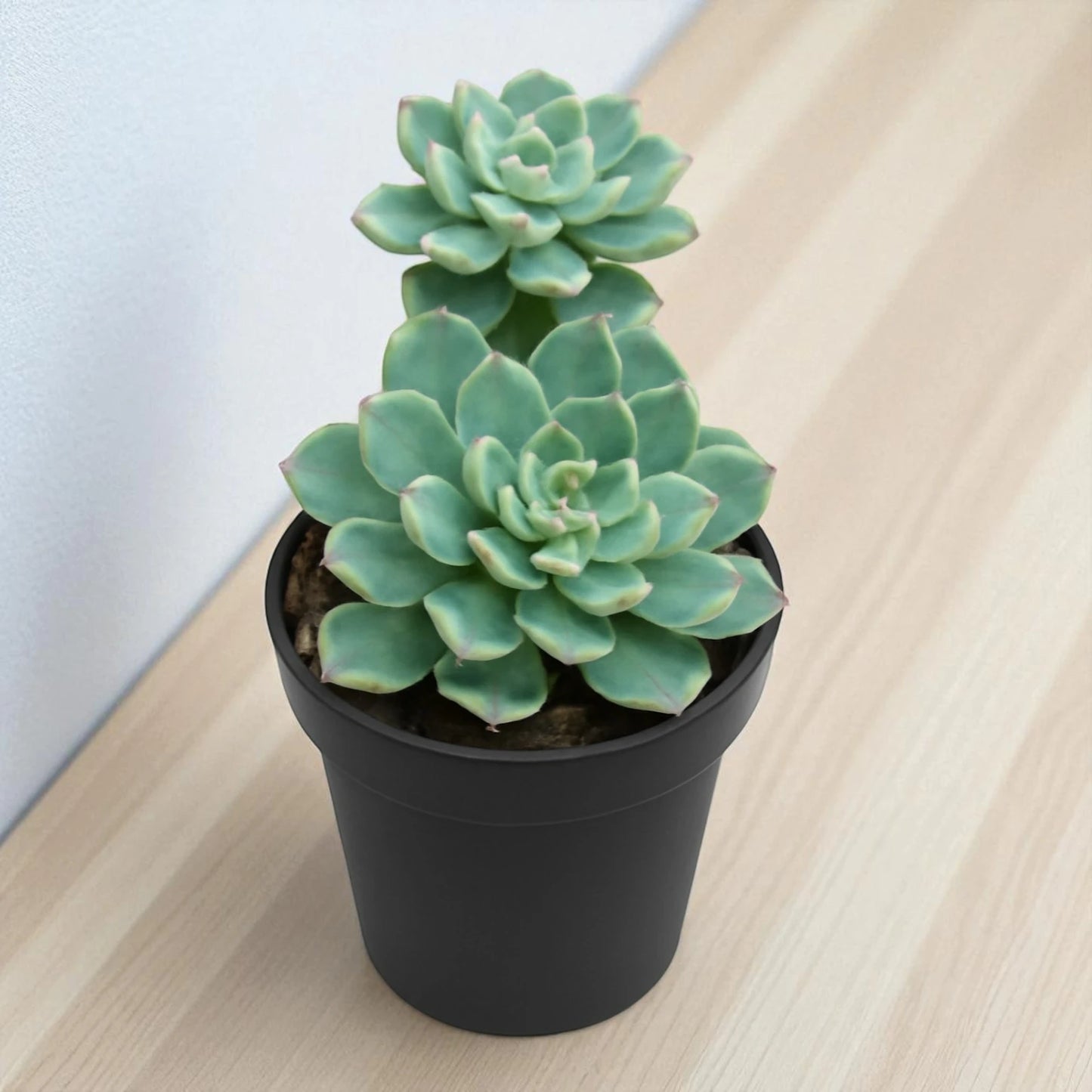 Echeveria 1