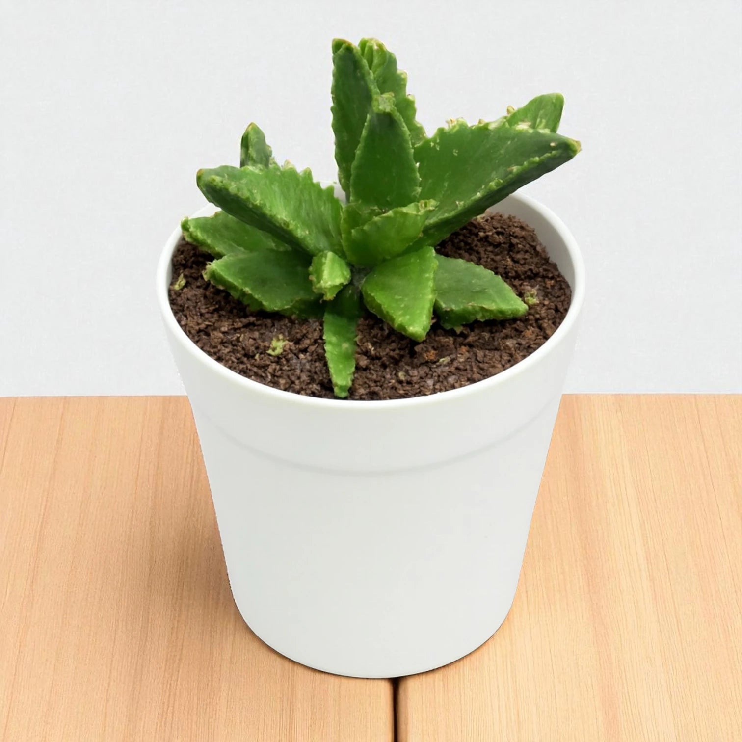Faucaria tigrina (BARE ROOTED)