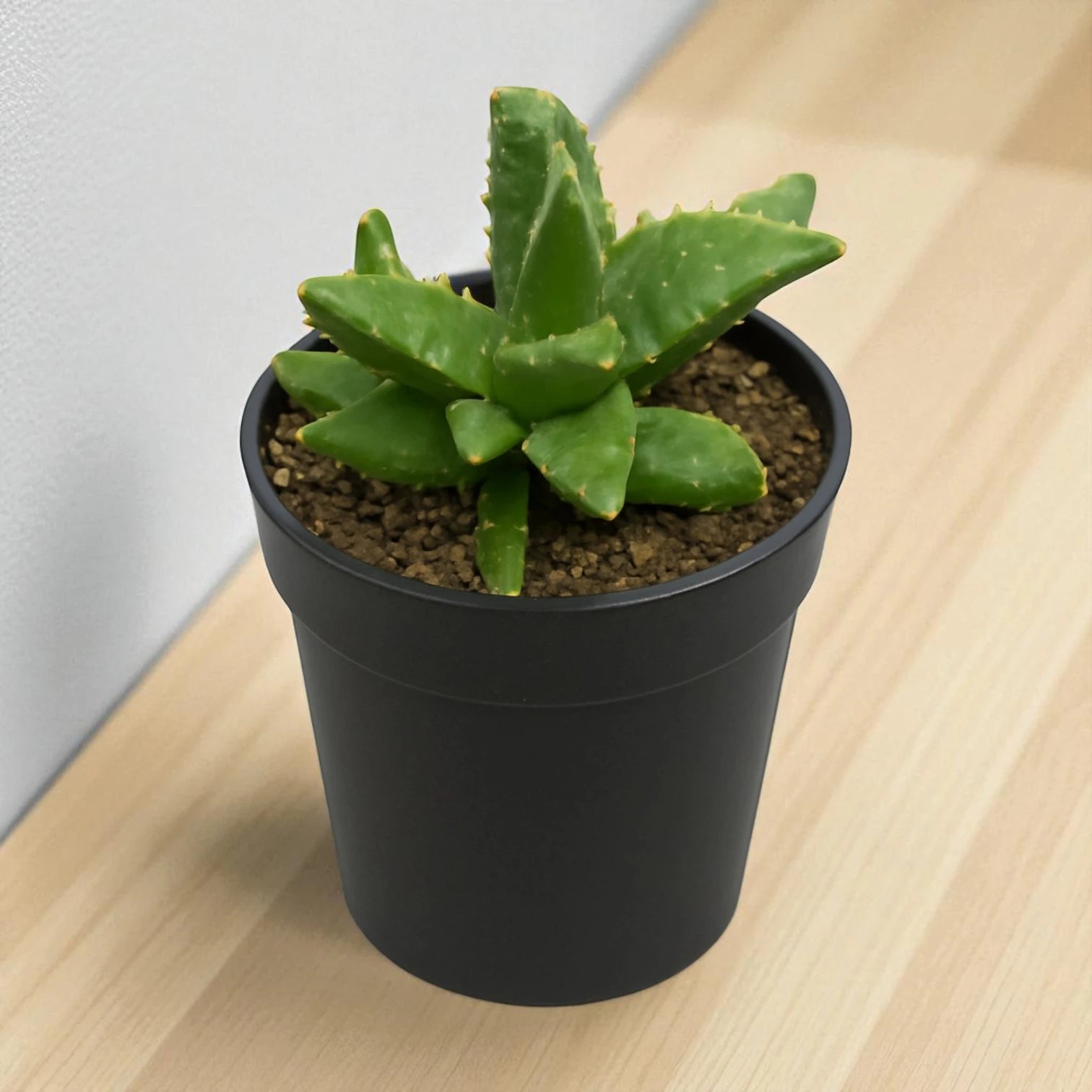 Faucaria tigrina (BARE ROOTED)