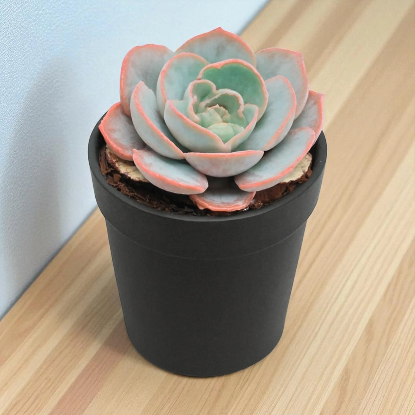 Echeveria  Davincii