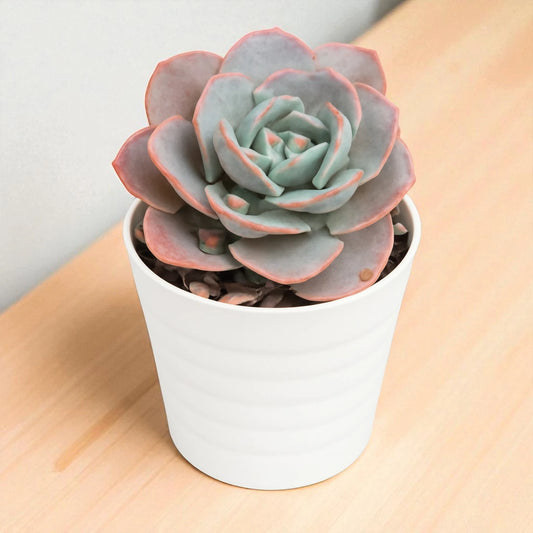 Echeveria  Davincii