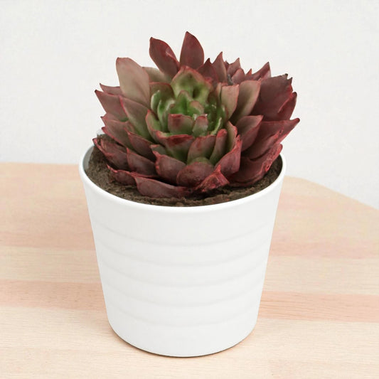 Echeveria  25