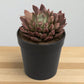 Echeveria  25