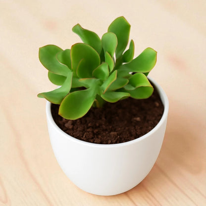ruffle jade plant Buy Crassula Ruffle Jade Succulent / Ripple or Curly Jade – Plant Orbit