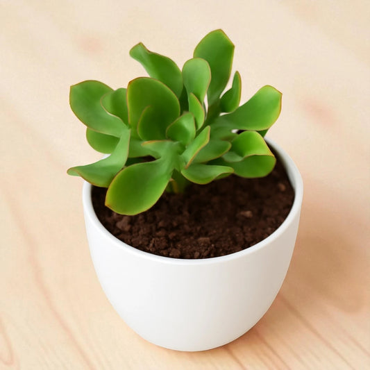 Crassulla Ruffells Jade (Bare Rooted)