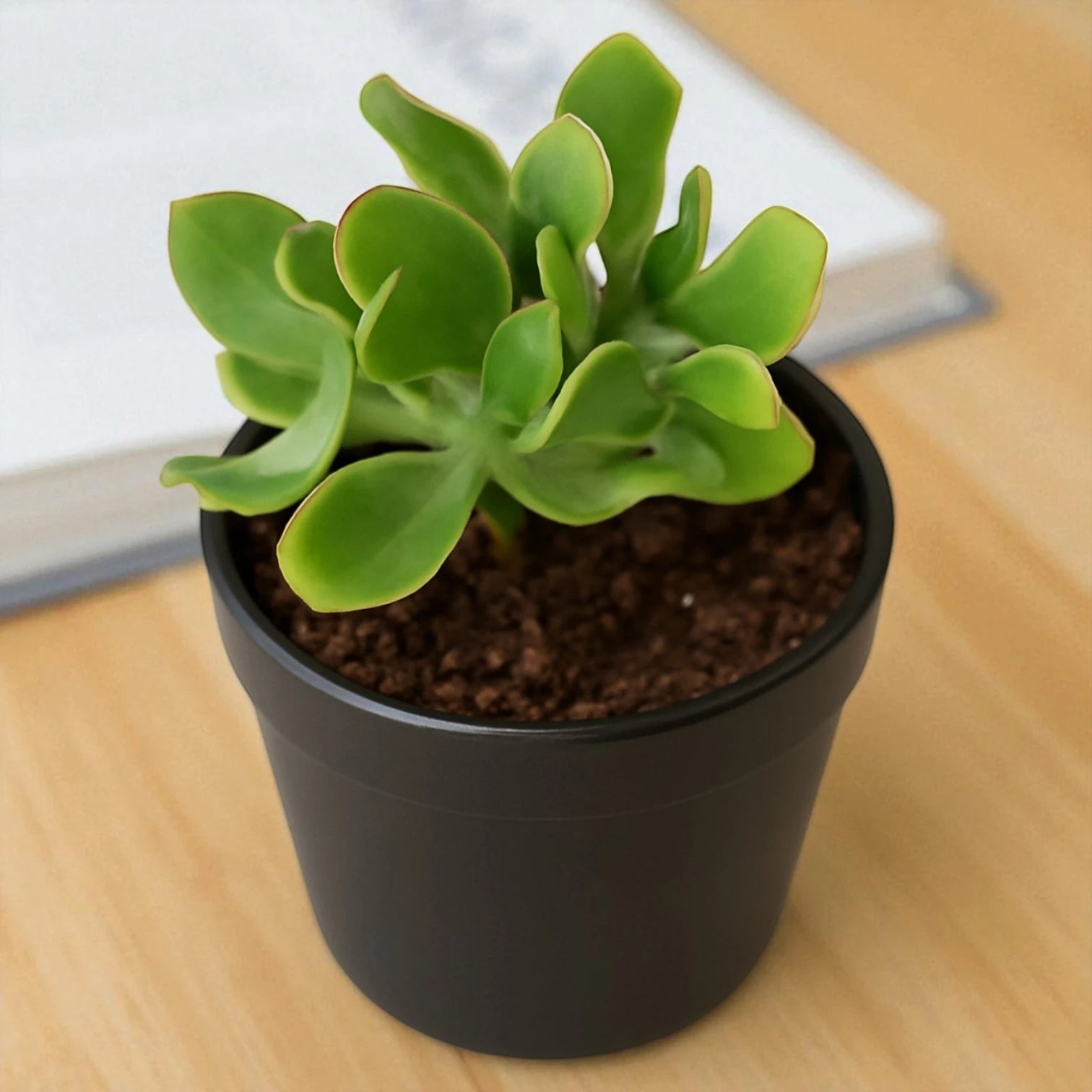 curly jade plant Buy Crassula Ruffle Jade Succulent / Ripple or Curly Jade – Plant Orbit