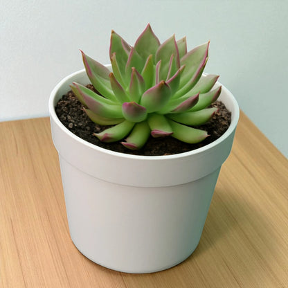 Echeveria 'Red Lipstick' (Bare Rooted)