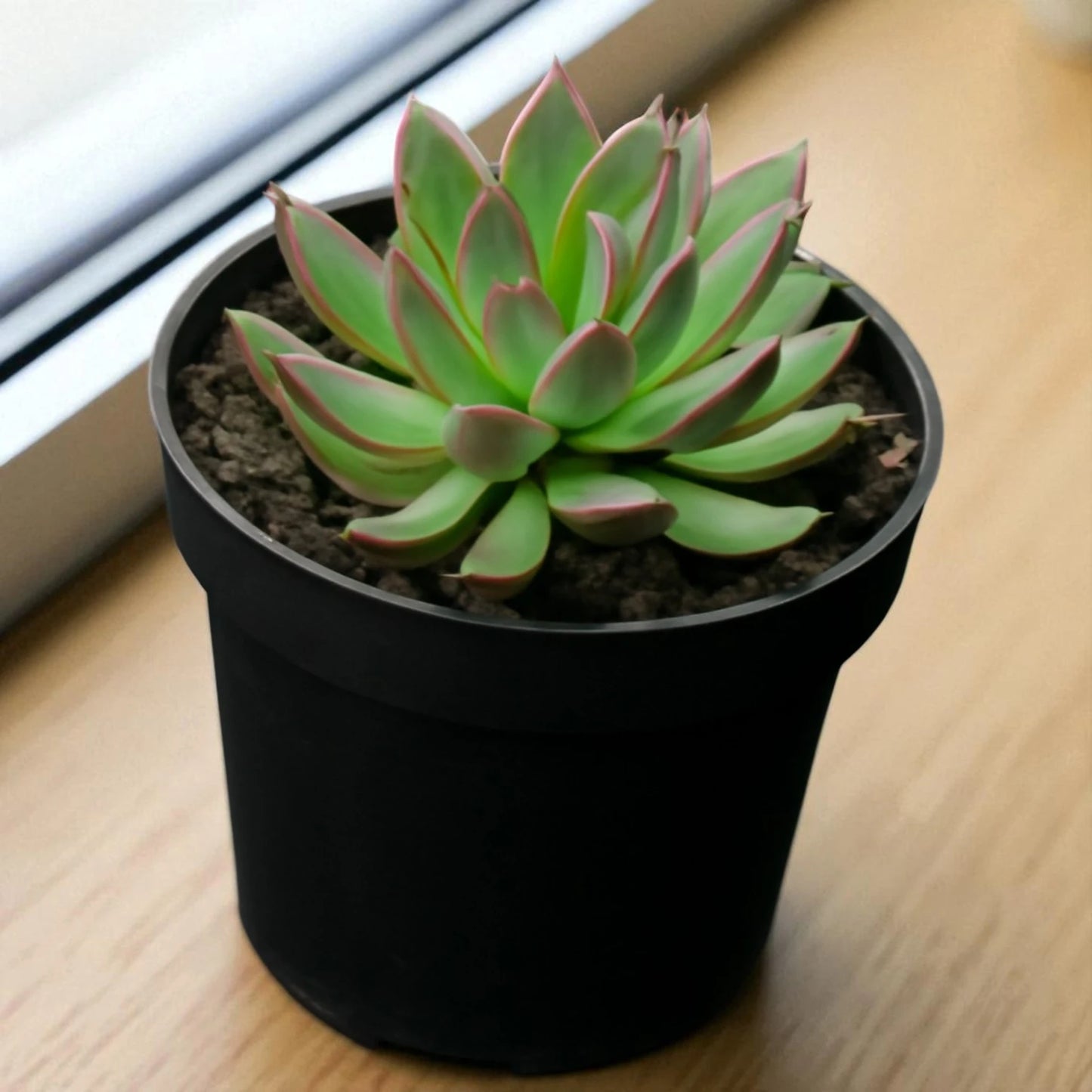 Echeveria 'Red Lipstick' (Bare Rooted)
