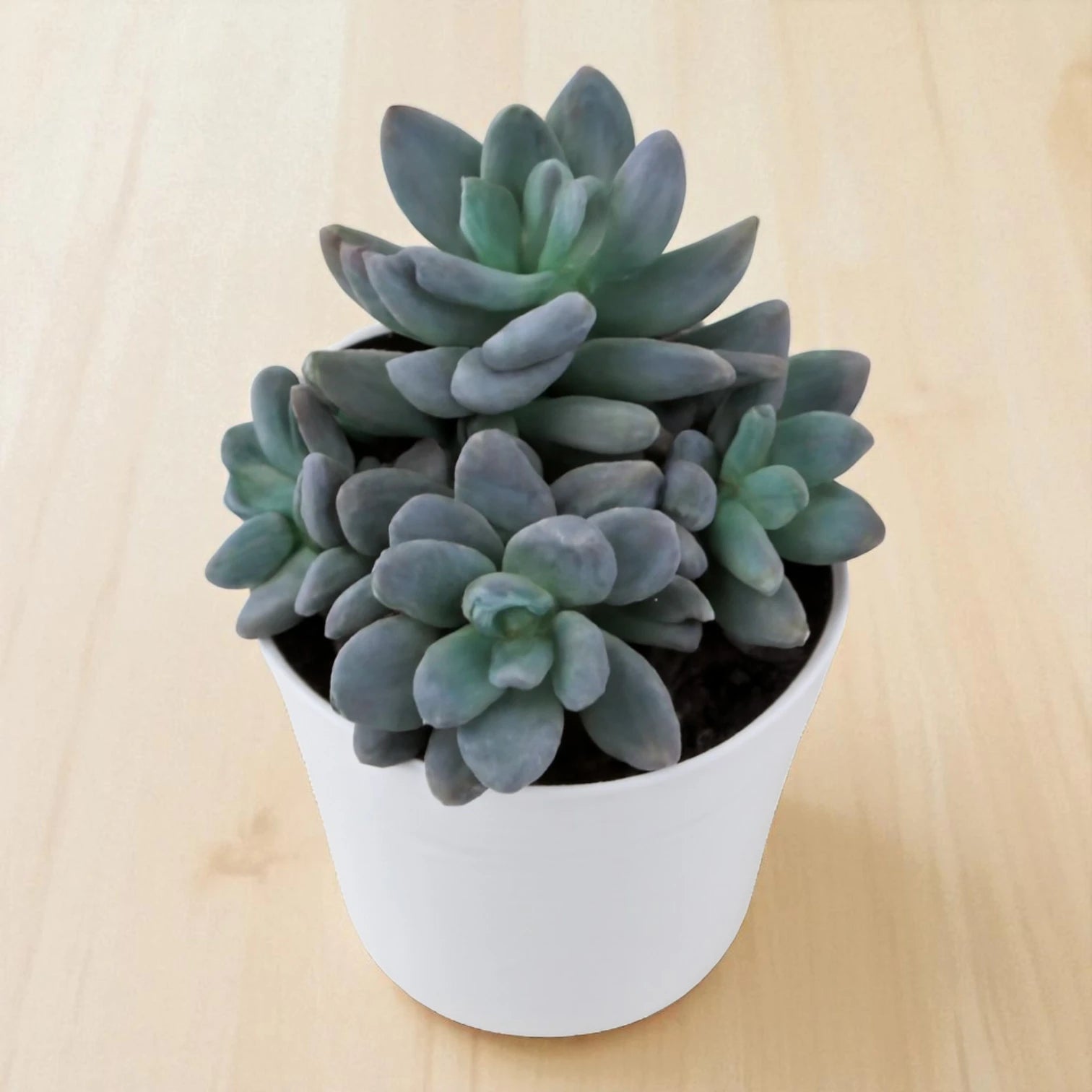 PINK SEDUM RARE (BARE ROOTED)