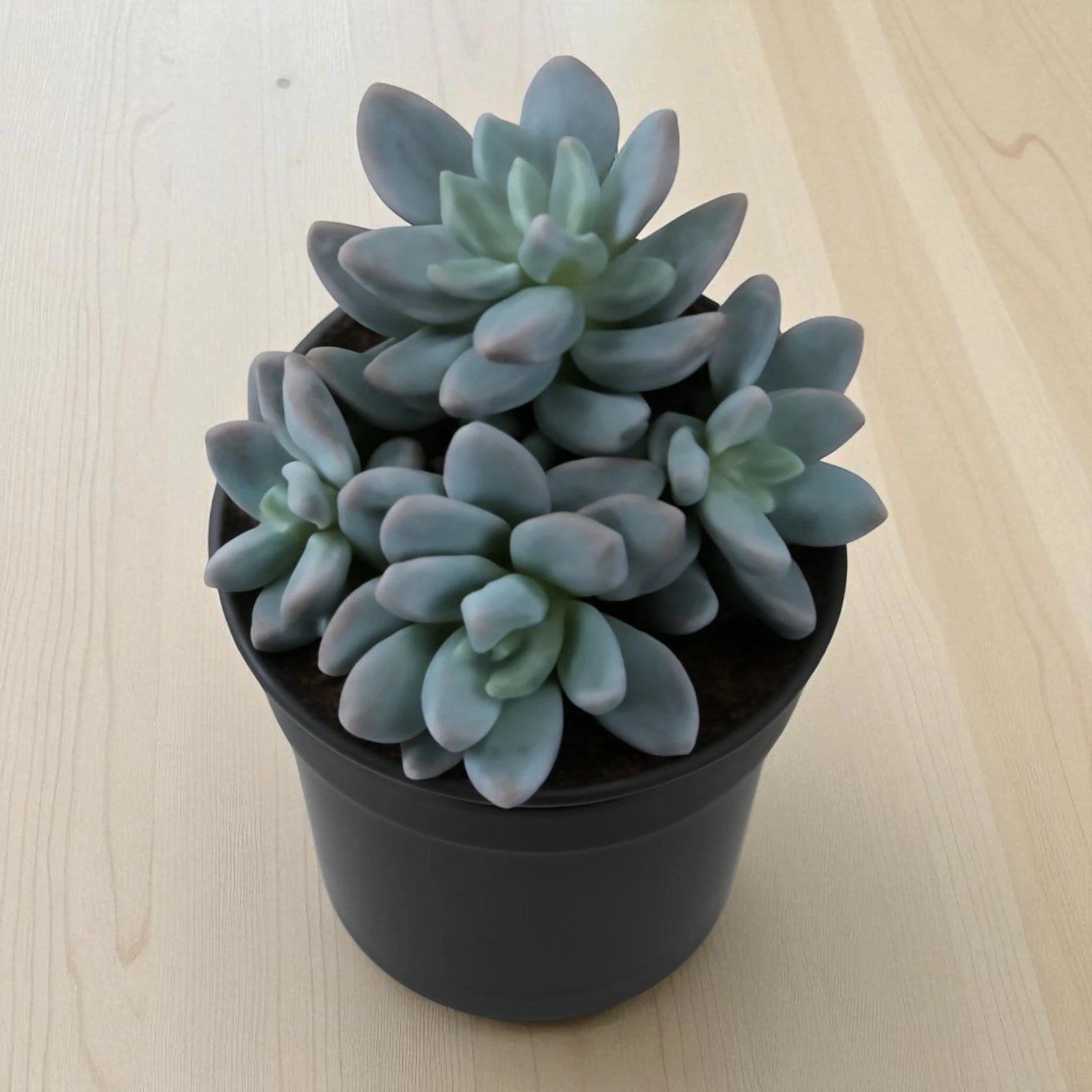 PINK SEDUM RARE (BARE ROOTED)