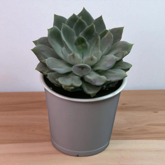 Echeveria  2