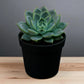 Echeveria  2