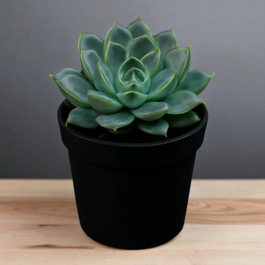 Echeveria  2