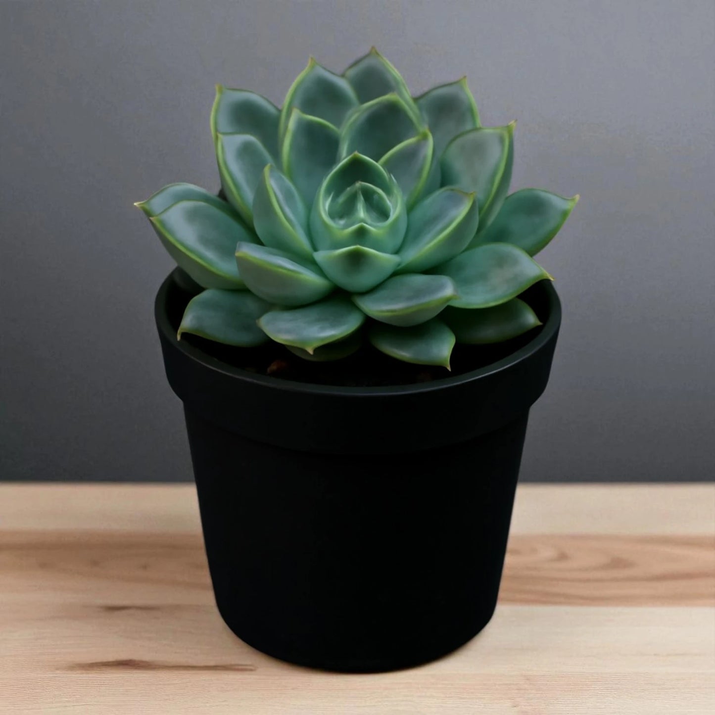 Echeveria  2
