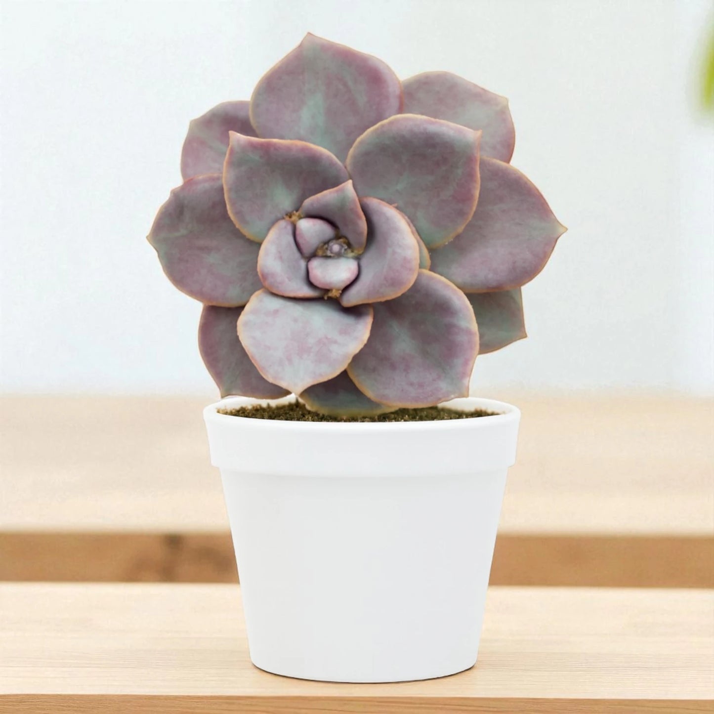 Echeveria  18