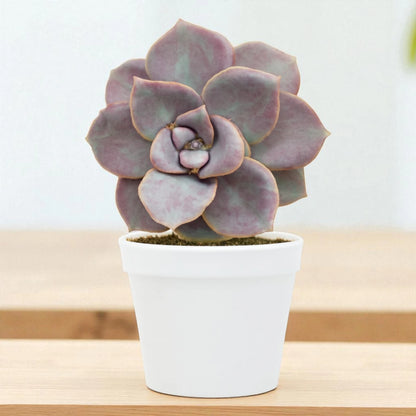 Echeveria  18