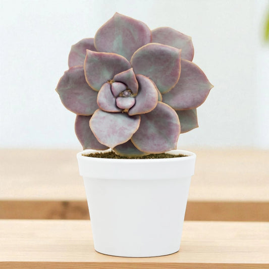Echeveria  18