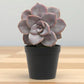 Echeveria  18
