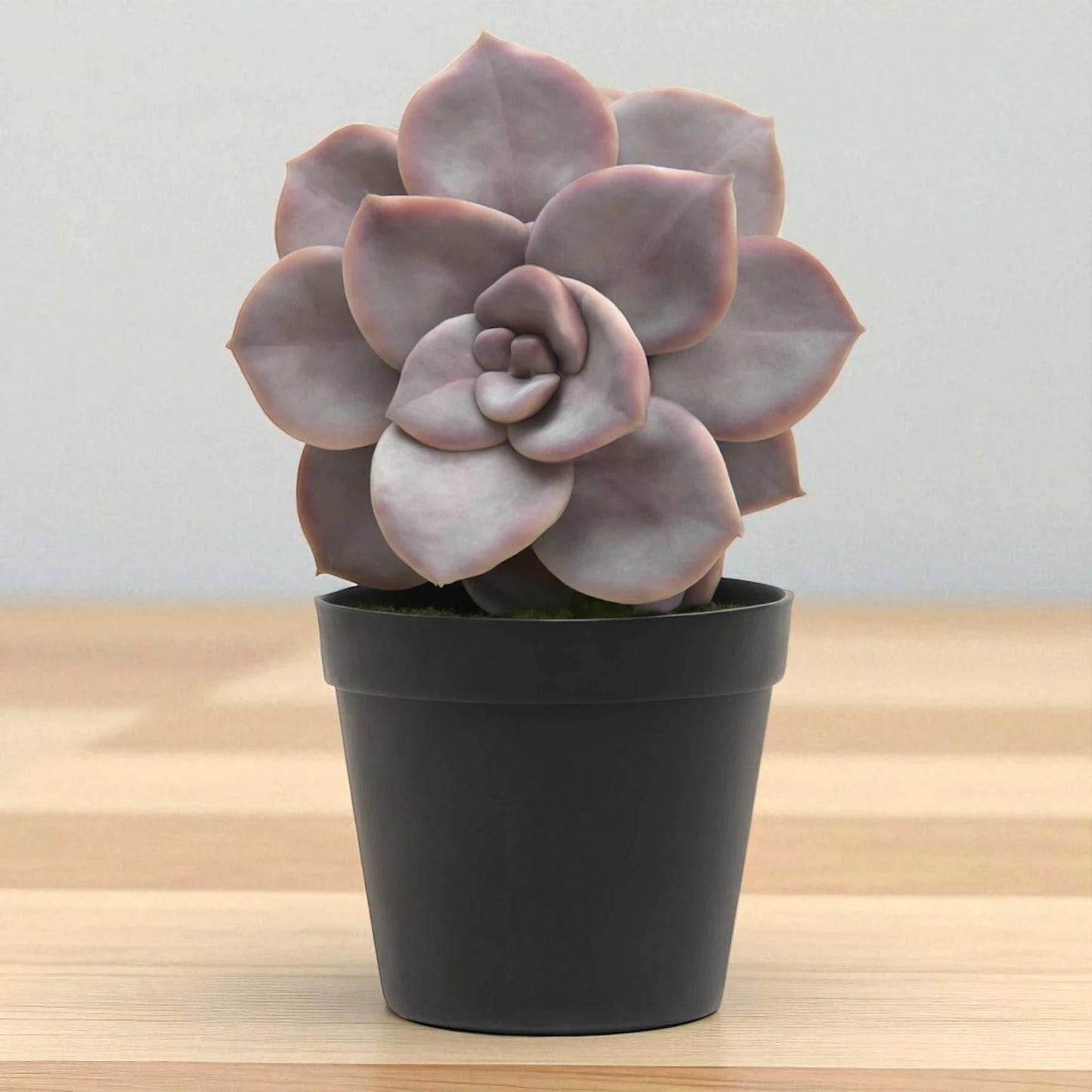 Echeveria  18