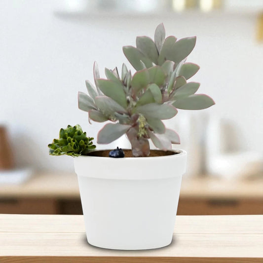 Echeveria 9