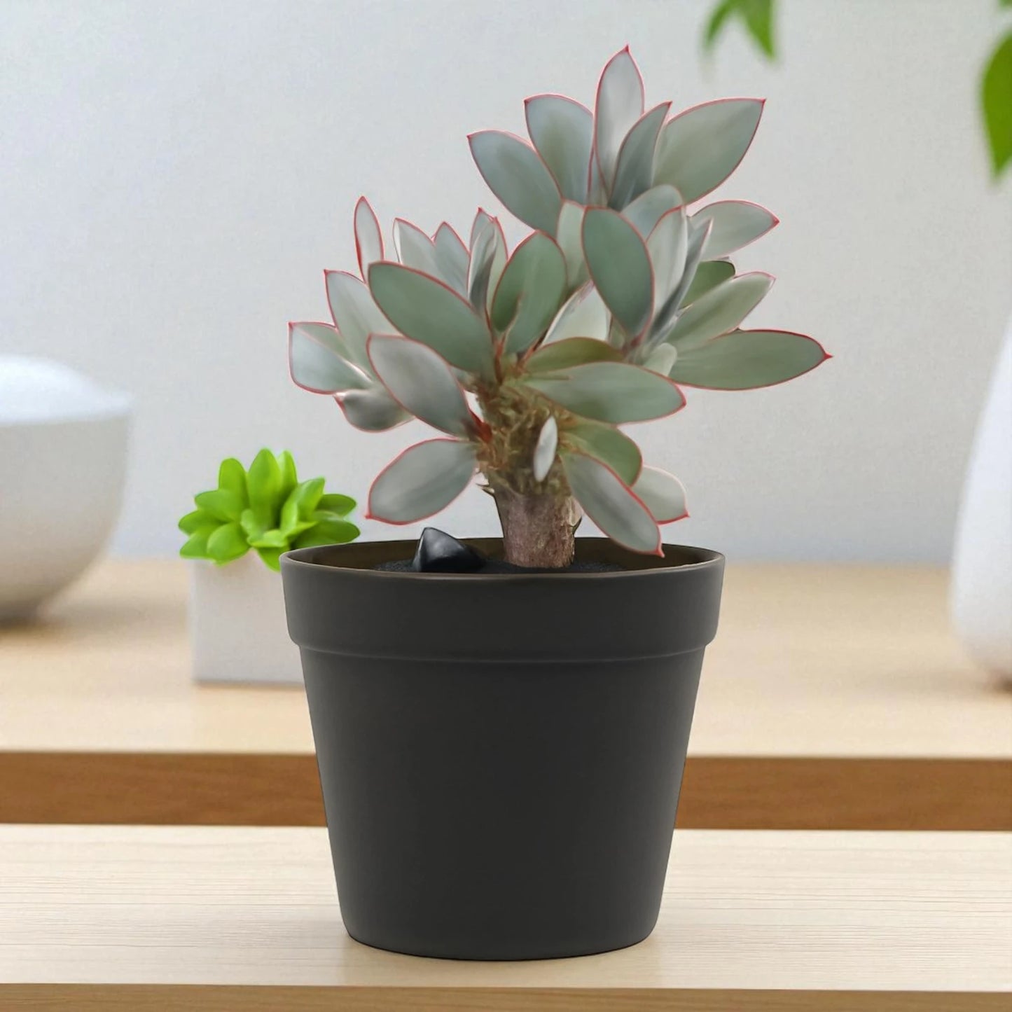 Echeveria 9