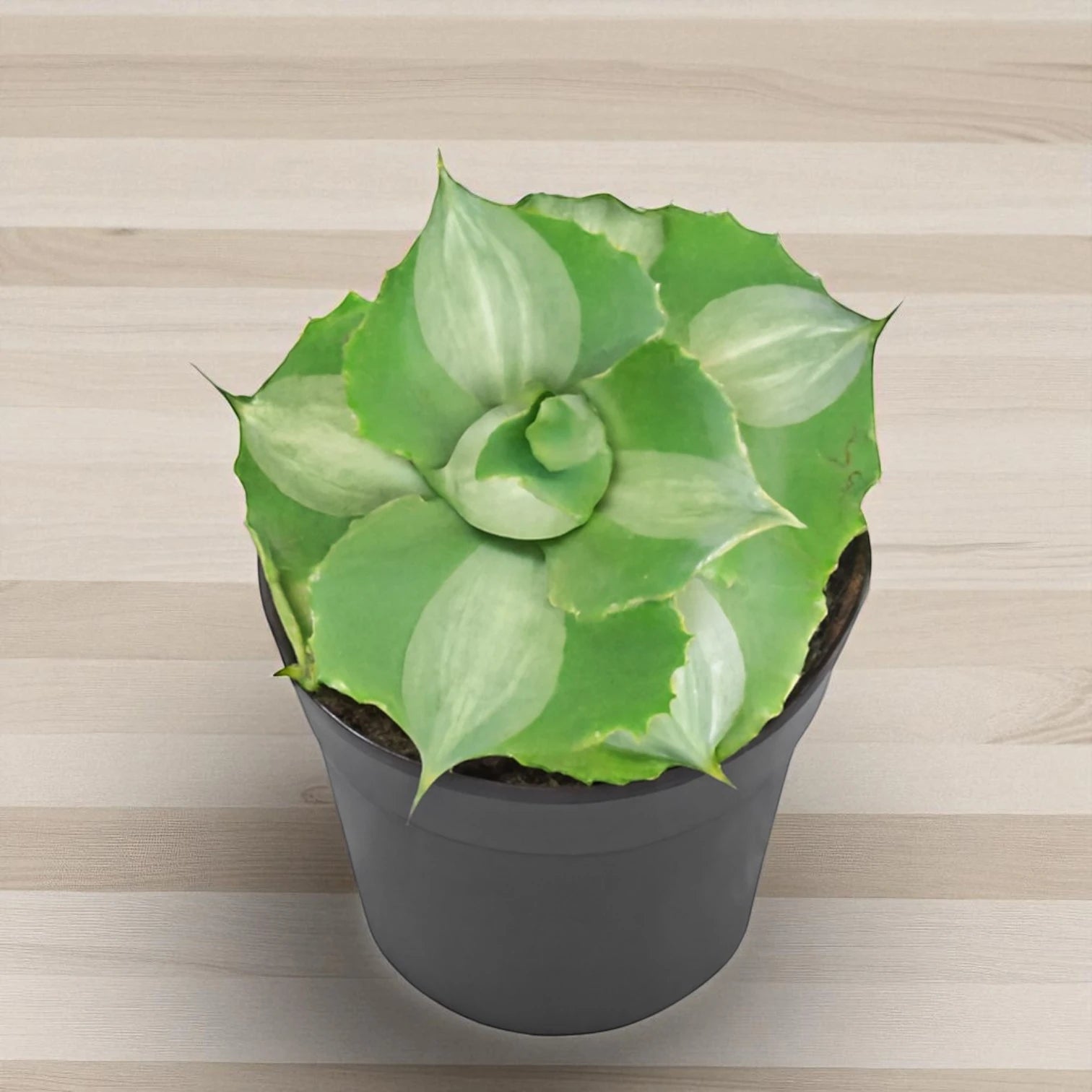Agave Isthemensis