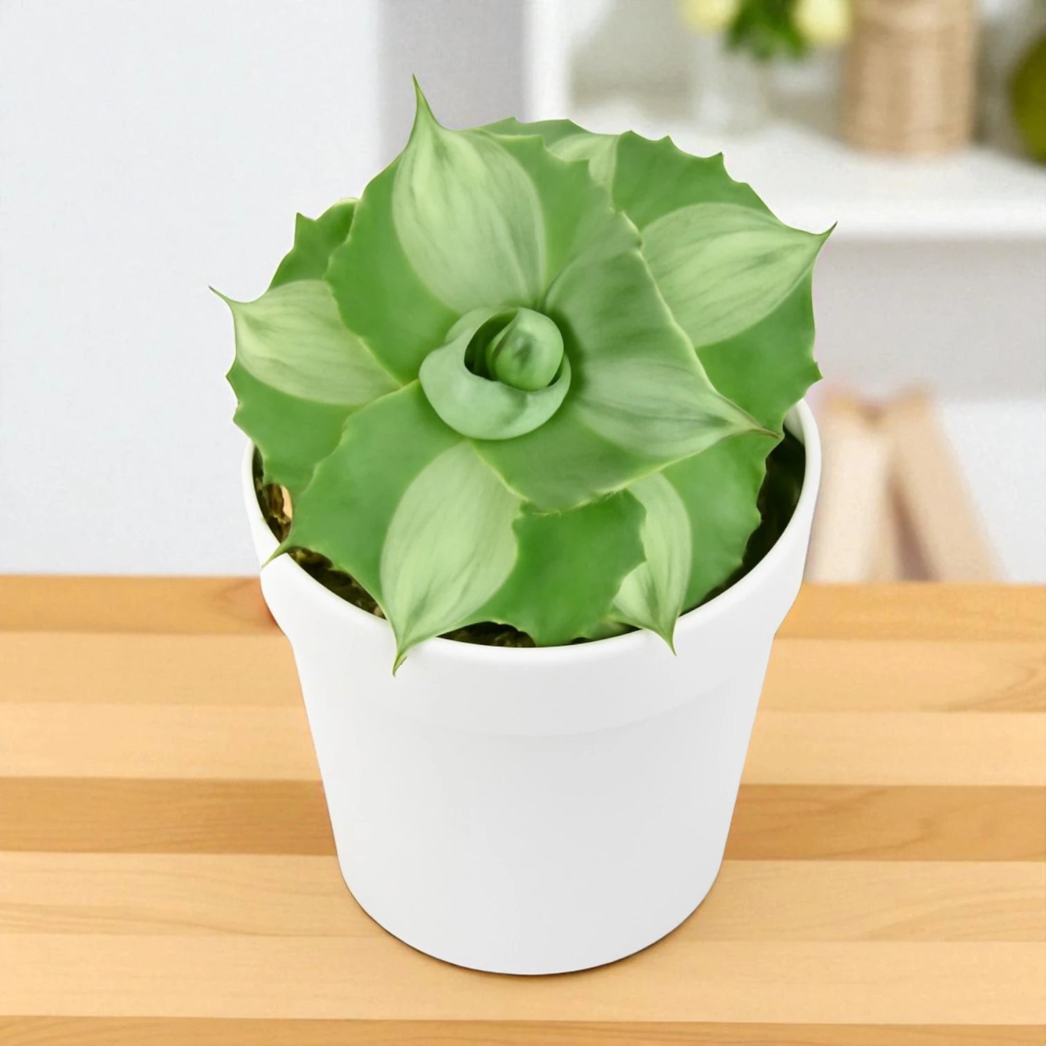 Agave Isthemensis