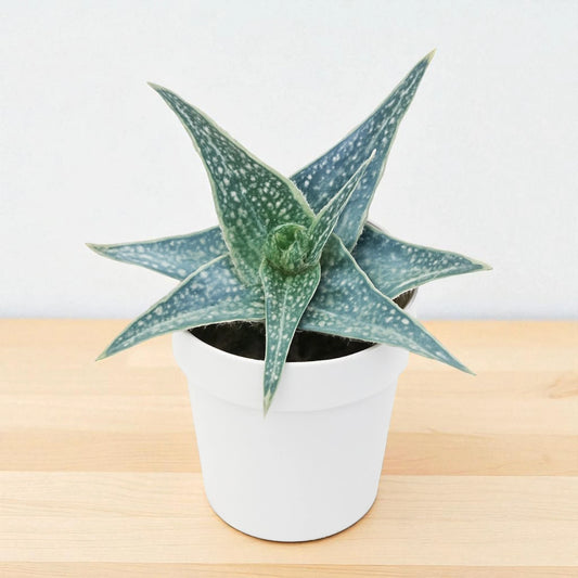 Aloe rauhii