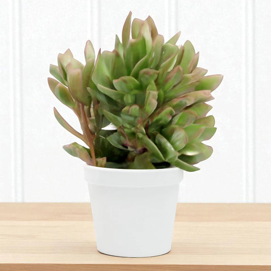 Echeveria  24